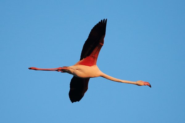 Flamant rose - Pont de gau - Camargue 2014 