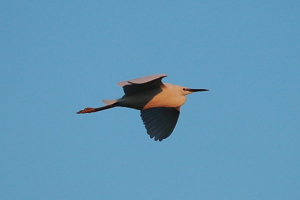 Aigrette garzette - Pont de gau - Camargue 2014 