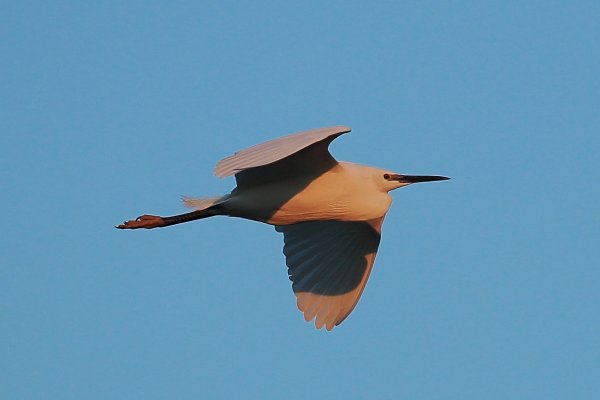 Aigrette garzette - Pont de gau - Camargue 2014 