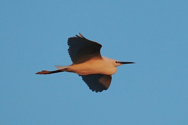 Aigrette garzette - Pont de gau - Camargue 2014 