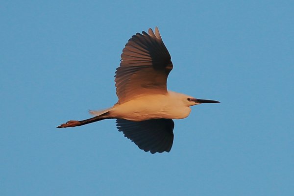 Aigrette garzette - Pont de gau - Camargue 2014 
