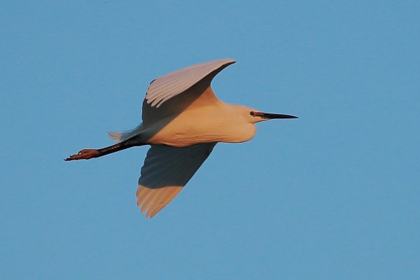 Aigrette garzette - Pont de gau - Camargue 2014 
