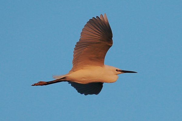 Aigrette garzette - Pont de gau - Camargue 2014 