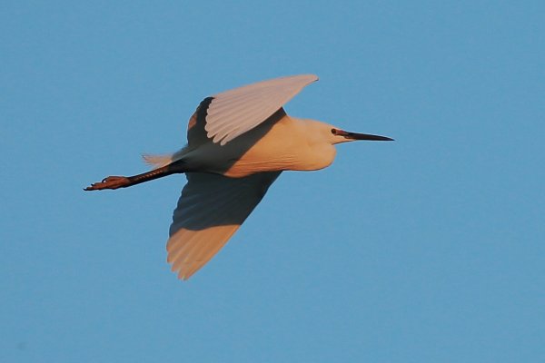 Aigrette garzette - Pont de gau - Camargue 2014 