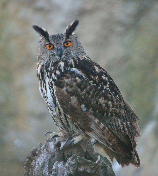 Hibou moyen-duc - Pont de gau - Camargue 2014<br> en captivit&eacute; 