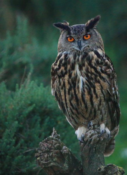 Hibou moyen-duc - Pont de gau - Camargue 2014<br> en captivit&eacute; 