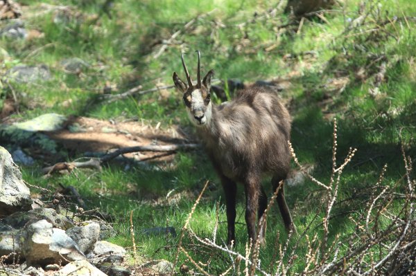 Chamois - Vallon de Cerise 