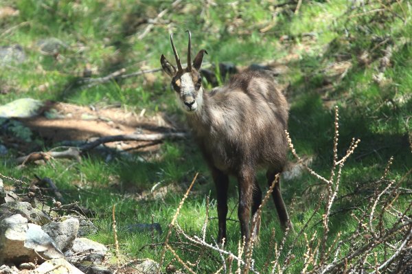 Chamois - Vallon de Cerise 