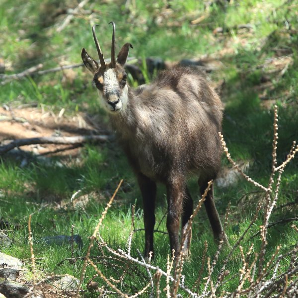 Chamois - Vallon de Cerise 