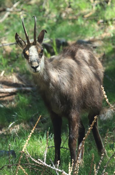 Chamois - Vallon de Cerise 