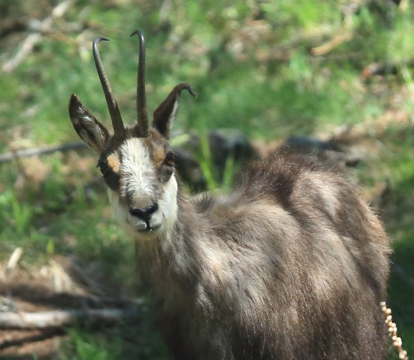 Chamois - Vallon de Cerise 