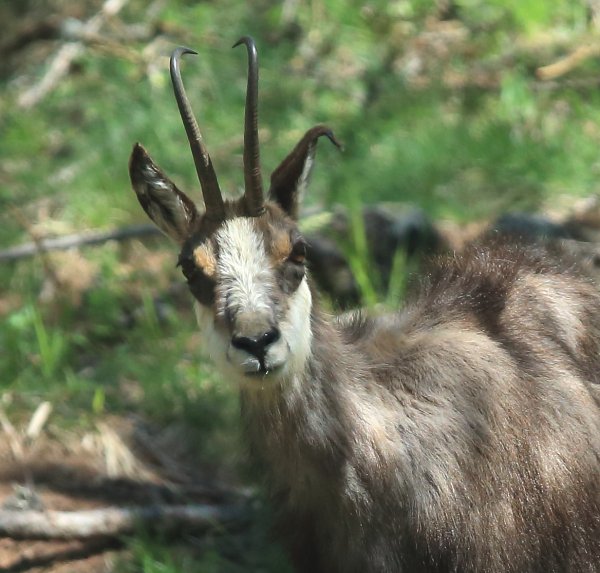 Chamois - Vallon de Cerise 