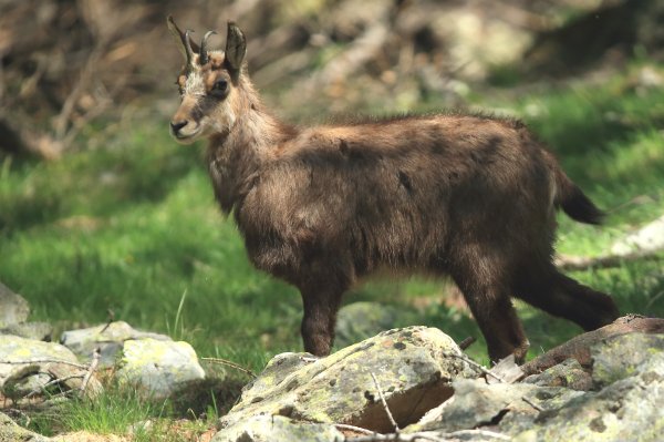 Chamois - Vallon de Cerise 