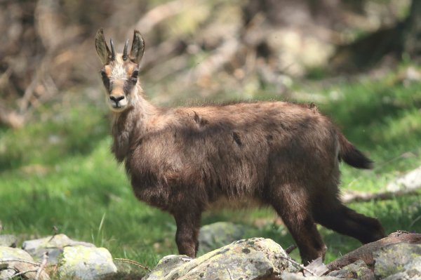 Chamois - Vallon de Cerise 