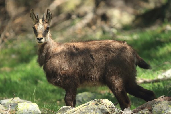 Chamois - Vallon de Cerise 