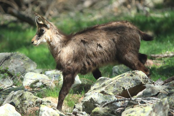 Chamois - Vallon de Cerise 
