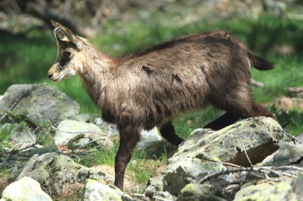Chamois - Vallon de Cerise 