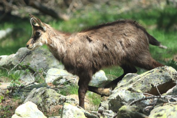 Chamois - Vallon de Cerise 