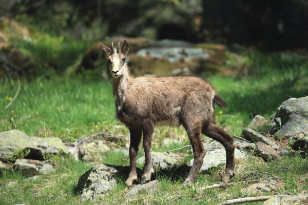 Chamois - Vallon de Cerise 