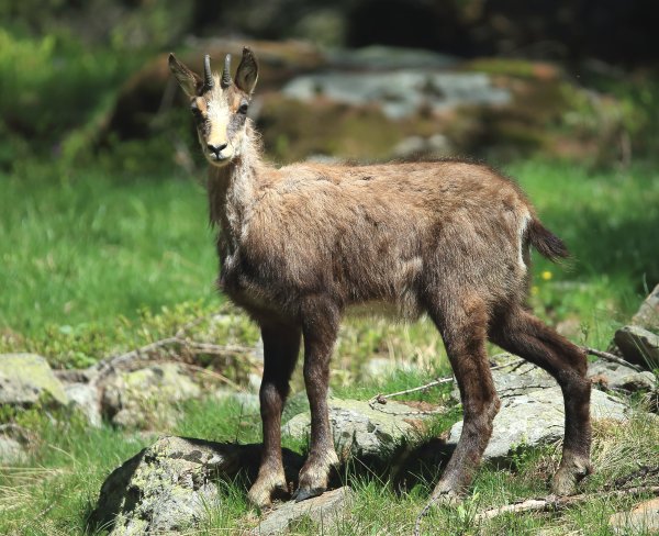 Chamois - Vallon de Cerise 