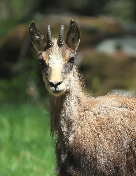 Chamois - Vallon de Cerise 