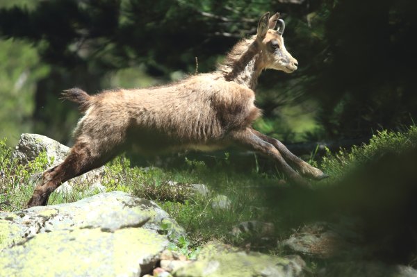 Chamois - Vallon de Cerise 