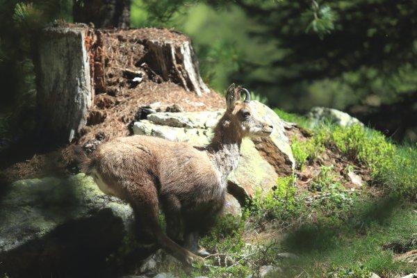 Chamois - Vallon de Cerise 