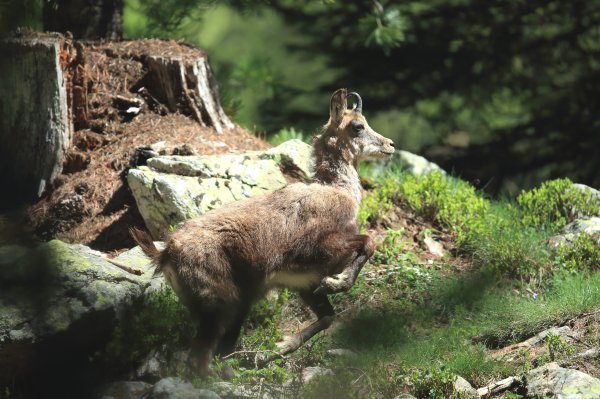 Chamois - Vallon de Cerise 