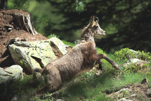 Chamois - Vallon de Cerise 
