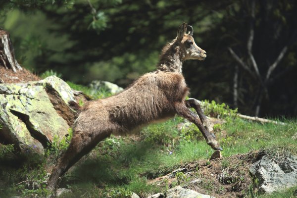 Chamois - Vallon de Cerise 