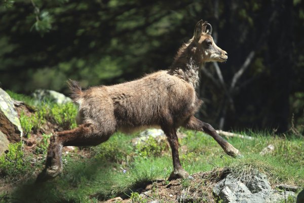 Chamois - Vallon de Cerise 