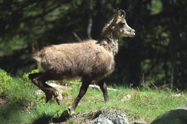 Chamois - Vallon de Cerise 