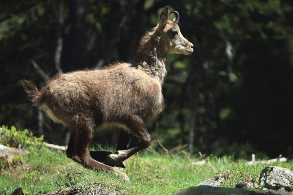 Chamois - Vallon de Cerise 