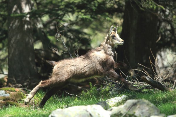 Chamois - Vallon de Cerise 