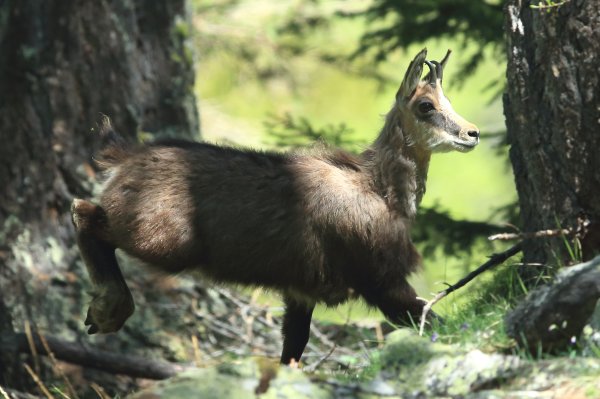 Chamois - Vallon de Cerise 