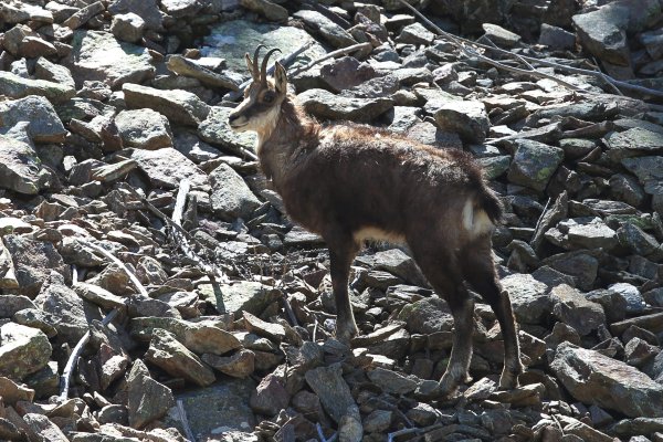 Chamois - Vallon de Cerise 
