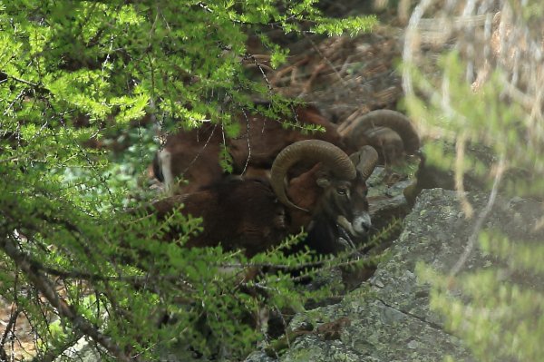 Approche du mouflon - Vallon de Cerise 