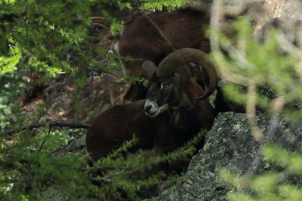 Approche du mouflon - Vallon de Cerise 