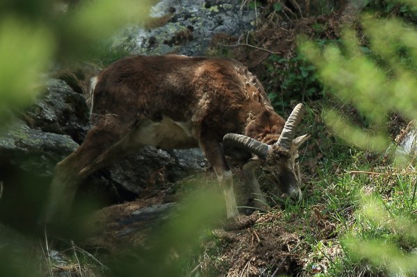 Approche du mouflon - Vallon de Cerise 