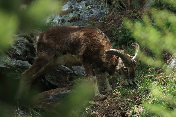 Approche du mouflon - Vallon de Cerise 