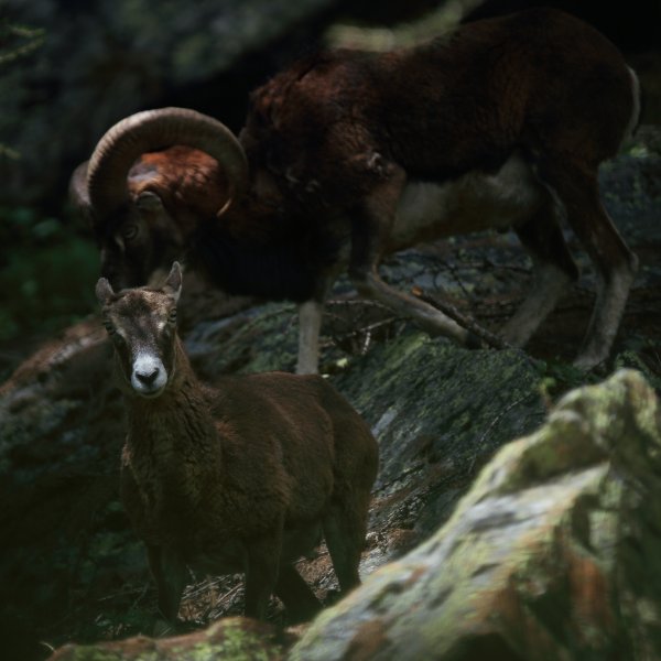Approche du mouflon - Vallon de Cerise 