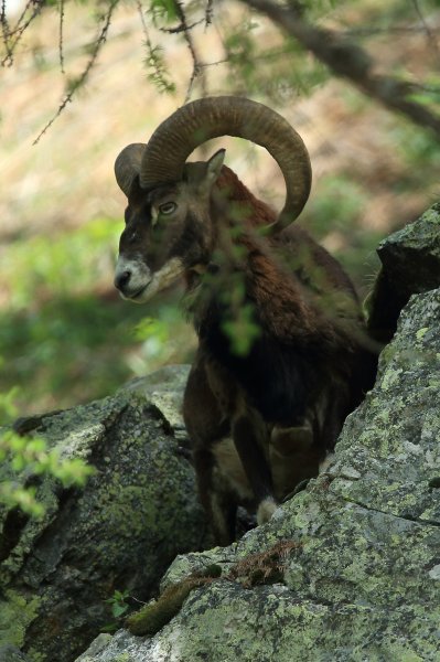 Approche du mouflon - Vallon de Cerise 
