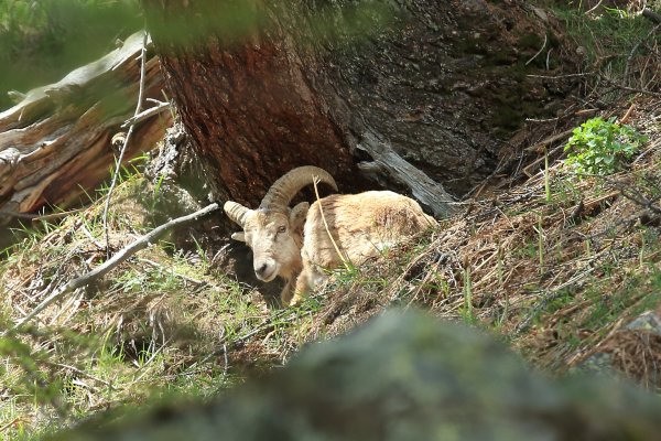 Approche du mouflon - Vallon de Cerise 