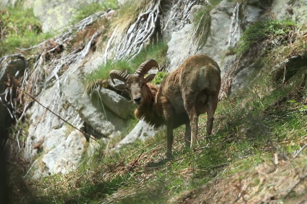 Approche du mouflon - Vallon de Cerise 