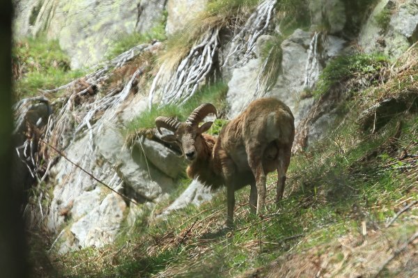 Approche du mouflon - Vallon de Cerise 