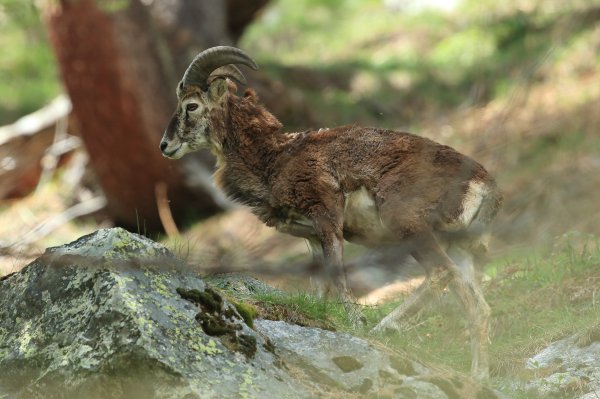 Approche du mouflon - Vallon de Cerise 