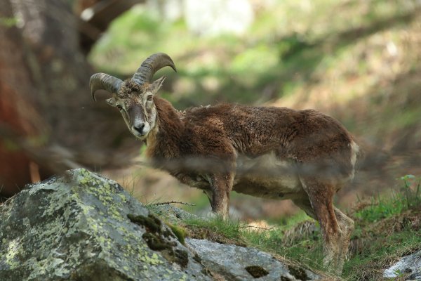 Approche du mouflon - Vallon de Cerise 