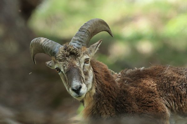 Approche du mouflon - Vallon de Cerise 