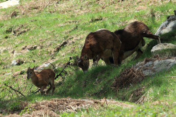 Approche du mouflon - Vallon de Cerise 