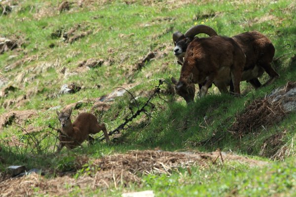 Approche du mouflon - Vallon de Cerise 